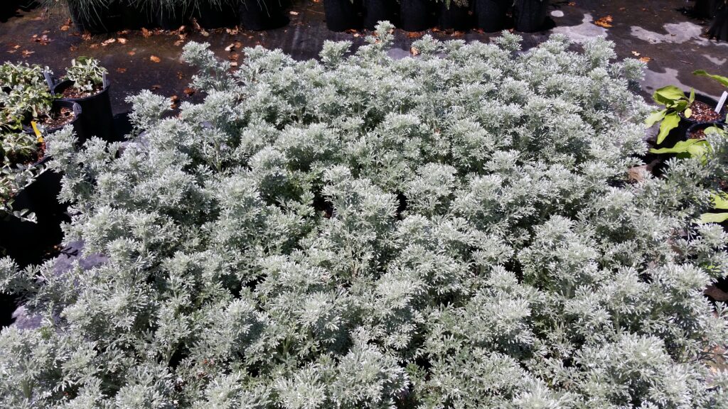 Artemisia pycnocephala 'Dr. Seuss' - sandhill sage
