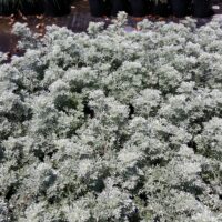 Artemisia pycnocephala ‘Dr. Seuss’