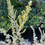 Artemisia pycnocephala 'Dr. Seuss' - sandhill sage