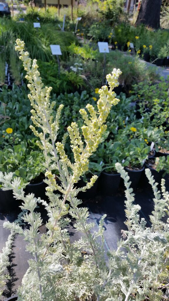 Artemisia pycnocephala 'Dr. Seuss' - sandhill sage