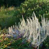 Artemisia pycnocephala