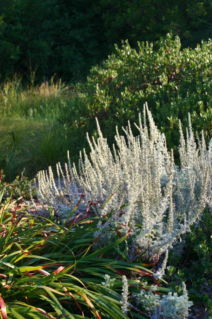 Artemisia pycnocephala - sandhill sage