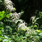 Aruncus dioicus - goat's beard