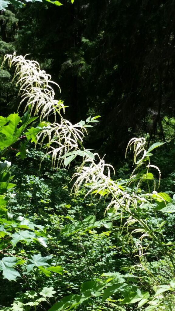 Aruncus dioicus - goat's beard