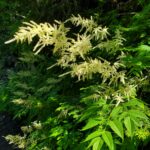 Aruncus dioicus - goat's beard
