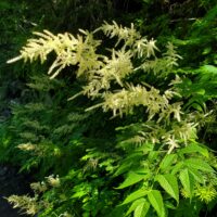 Aruncus dioicus