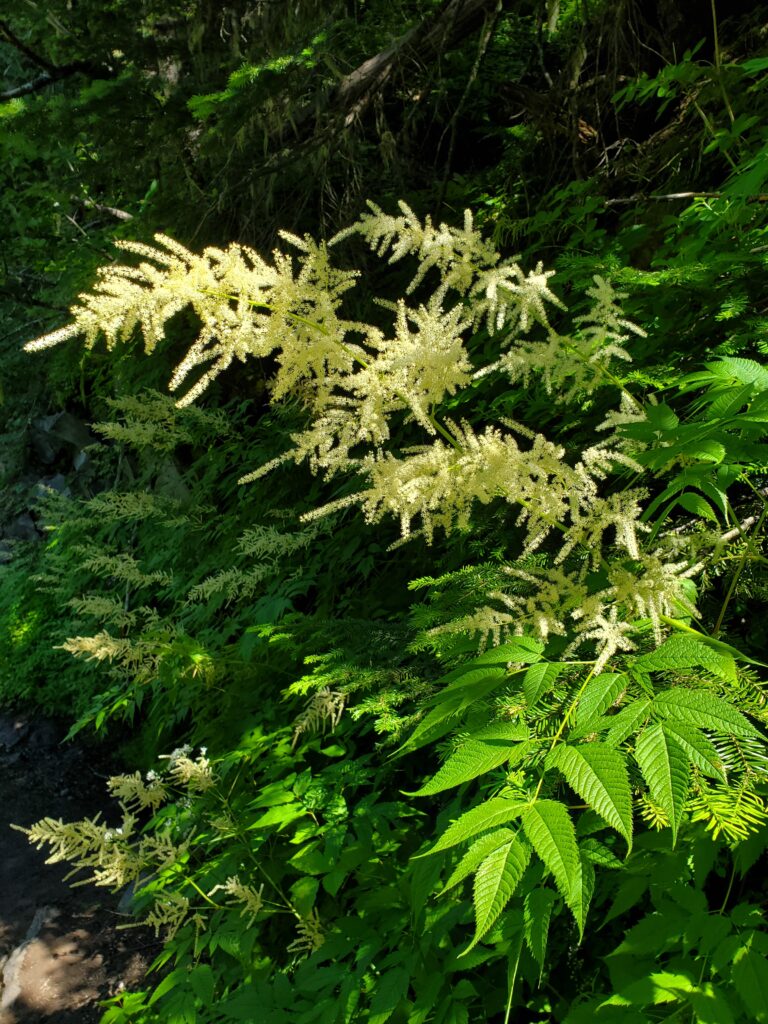 Aruncus dioicus - goat's beard