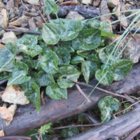 Asarum marmoratum