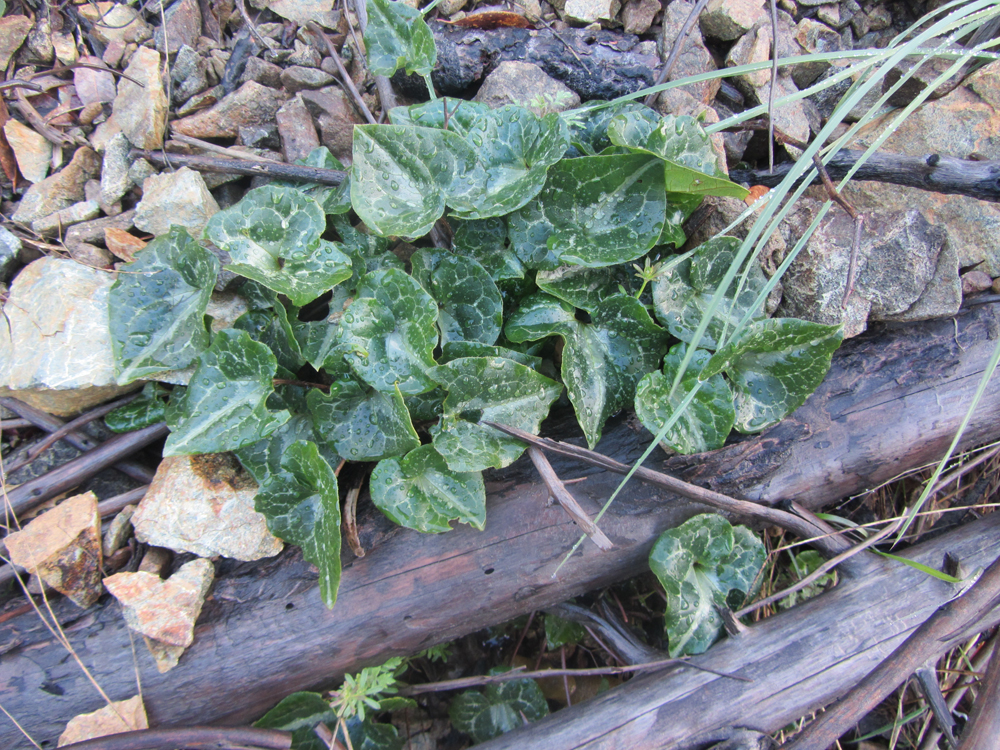 Asarum marmoratum - marbled wild ginger