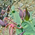 Asclepias cordifolia - heart leaf milkweed