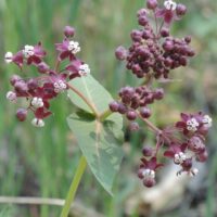 Asclepias cordifolia