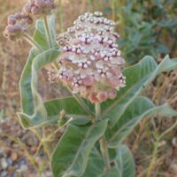 Asclepias eriocarpa