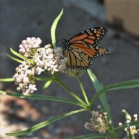Asclepias fascicularis
