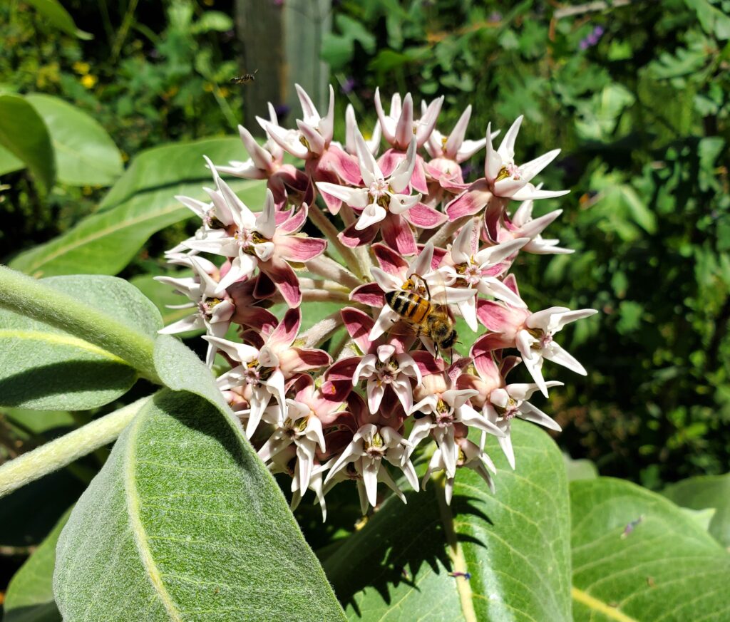 Asclepias speciosa - showy milkweed