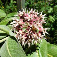 Asclepias speciosa