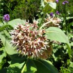Asclepias speciosa - showy milkweed