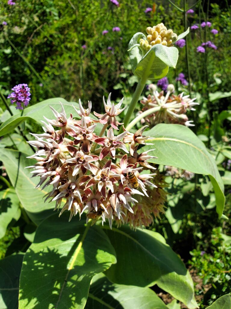 Asclepias speciosa - showy milkweed