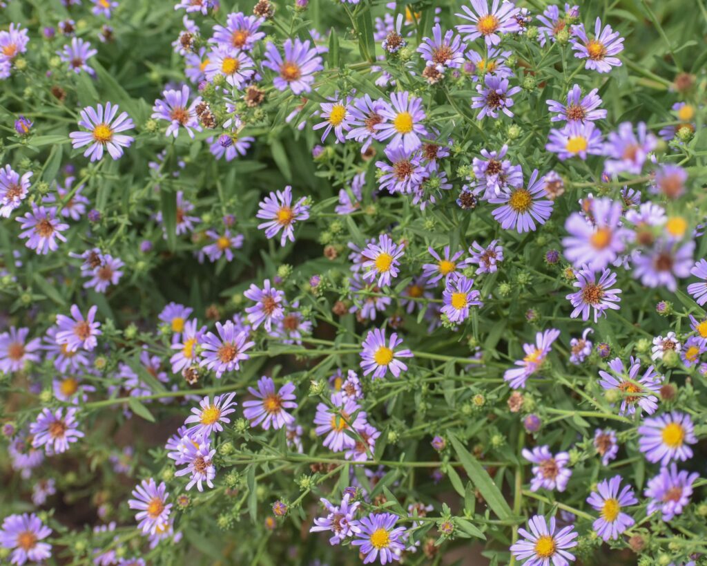 Symphyotrichum (Aster) chilense 'Purple Haze' - California aster
