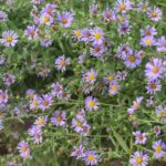 Symphyotrichum (Aster) chilense 'Purple Haze' - California aster