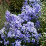 Symphyotrichum (Aster) 'Little Carlow' - aster