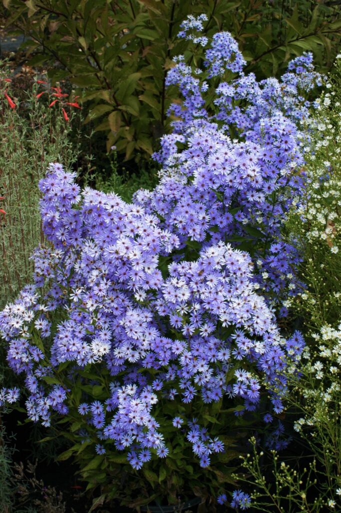 Symphyotrichum (Aster) 'Little Carlow' - aster