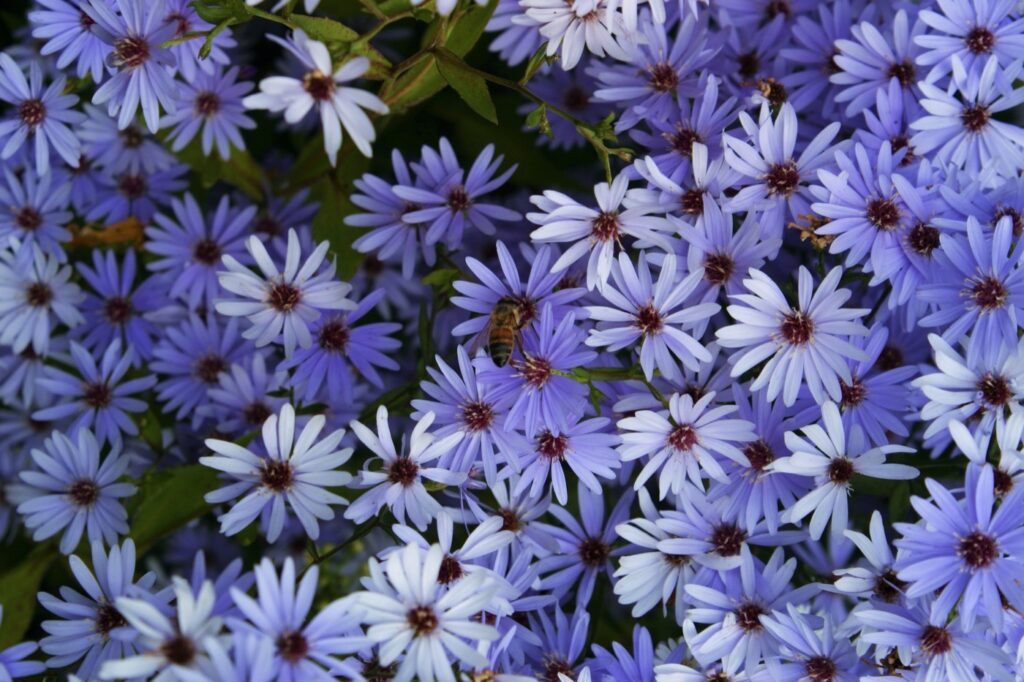 Symphyotrichum (Aster) 'Little Carlow' - aster