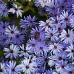 Symphyotrichum (Aster) 'Little Carlow' - aster