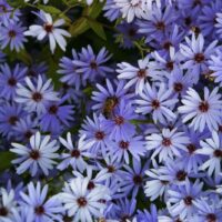 Symphyotrichum (Aster) 'Little Carlow' - aster
