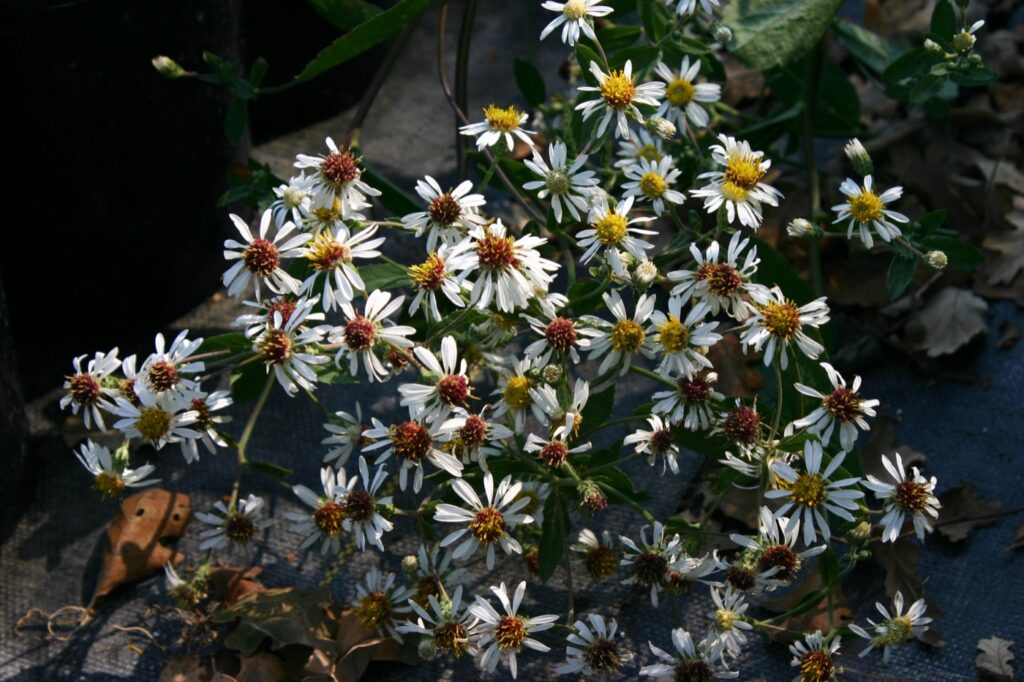 Aster (Eurybia) radulinus 'Gilliam Creek' - rough-leaved aster