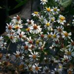 Aster (Eurybia) radulinus 'Gilliam Creek' - rough-leaved aster