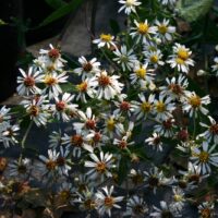 Aster (Eurybia) radulinus ‘Gilliam Creek’