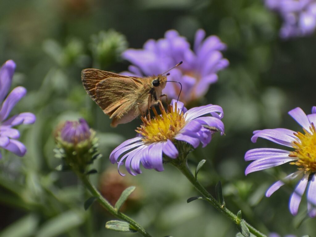 Symphyotrichum (Aster) chilense 'Purple Haze' - California aster