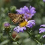 Symphyotrichum (Aster) chilense 'Purple Haze' - California aster