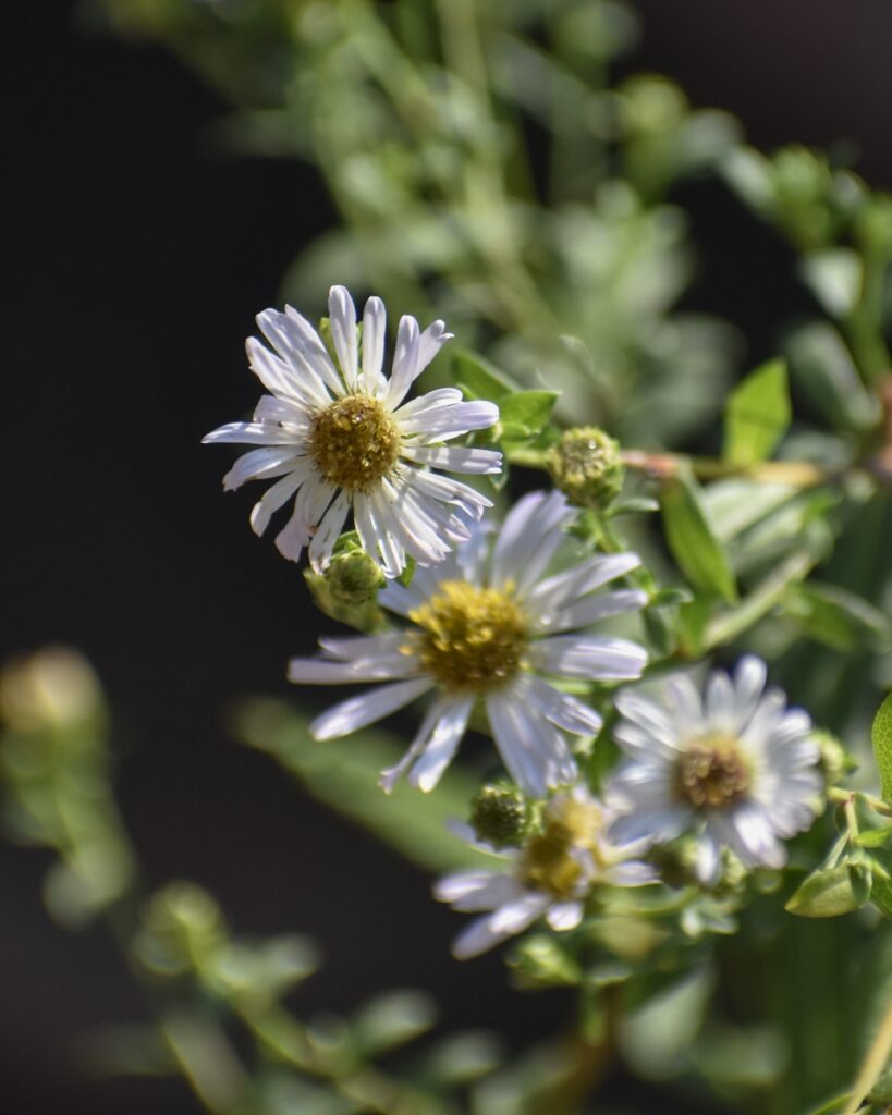 Symphyotrichum (Aster) chilense 'Olema White' - white California aster