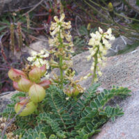 Astragalus nuttalii var. nuttallii