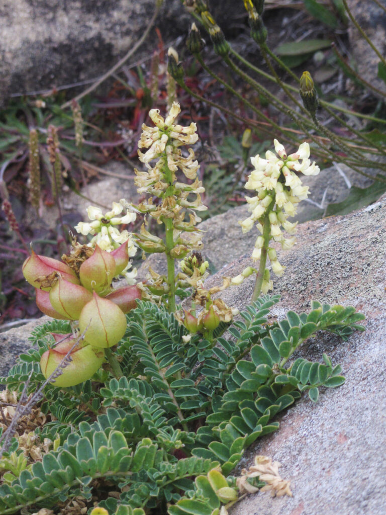 Astragalus nuttalii var. nuttallii - ocean bluff milkvetch
