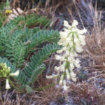 Astragalus nuttalii var. nuttallii - ocean bluff milkvetch