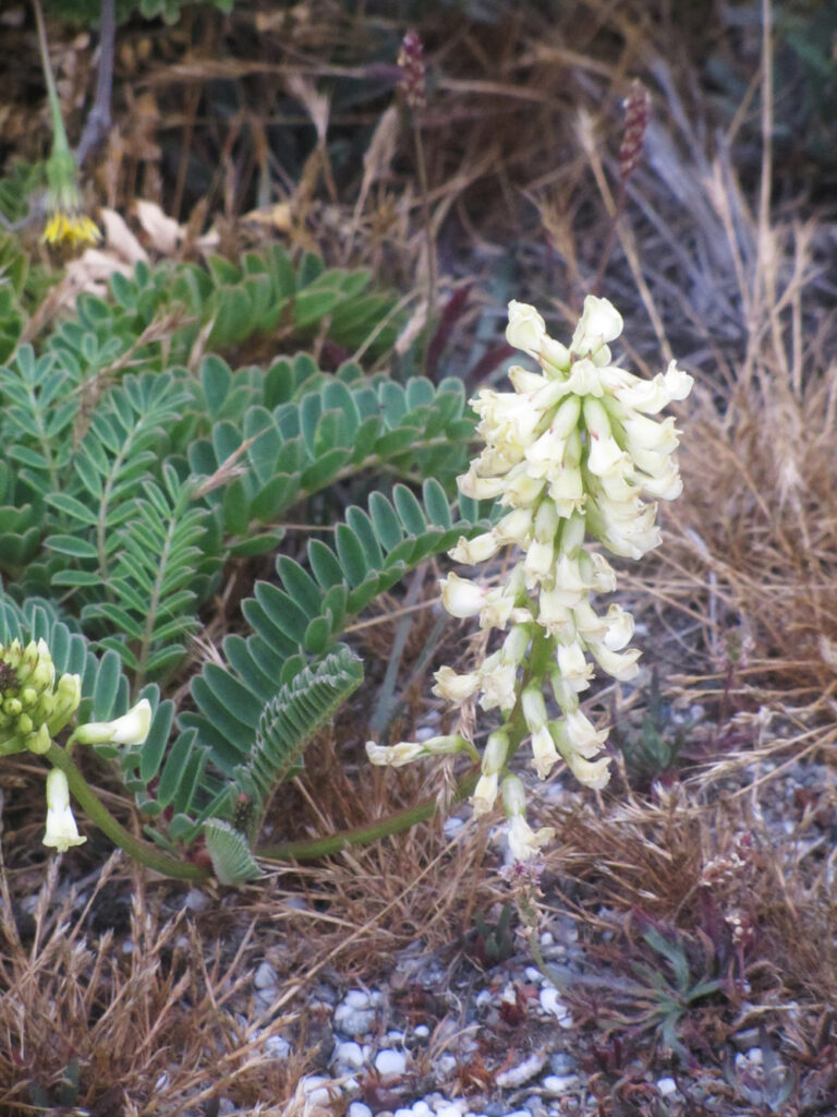 Astragalus nuttalii var. nuttallii - ocean bluff milkvetch
