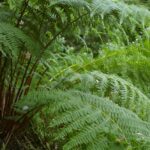 Athyrium filix-femina - lady fern
