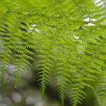 Athyrium filix-femina - lady fern