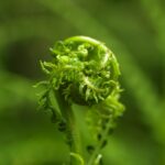 Athyrium filix-femina - lady fern