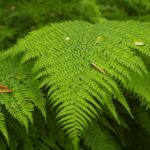 Athyrium filix-femina - lady fern
