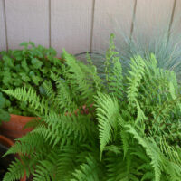 Athyrium filix-femina ‘Minutissimum’