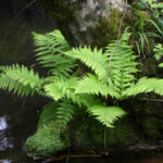 Athyrium filix-femina - lady fern