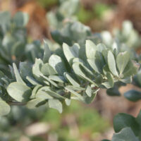 Atriplex lentiformis