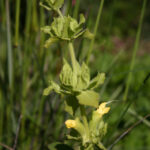 Salvia spathacea 'Avis Keedy' - yellow-flowered hummingbird sage