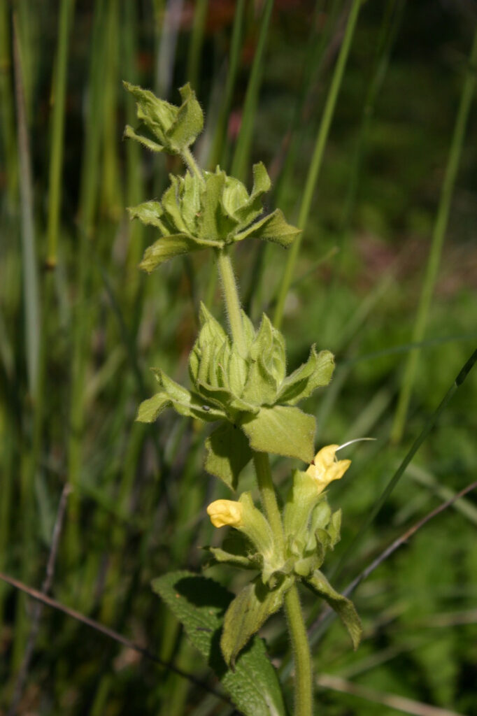 Salvia spathacea 'Avis Keedy' - yellow-flowered hummingbird sage
