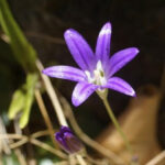 Brodiaea elegans - harvest brodiaea