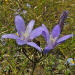 Brodiaea coronaria - crown brodiaea