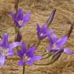 Brodiaea elegans - harvest brodiaea